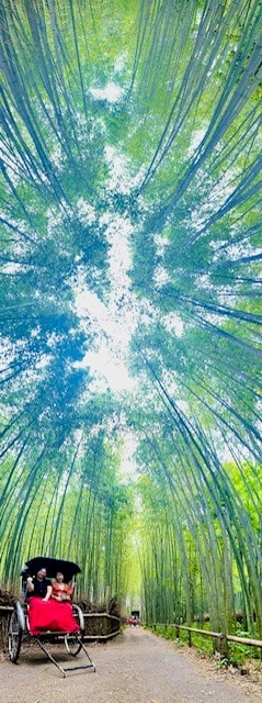 Bamboo forest